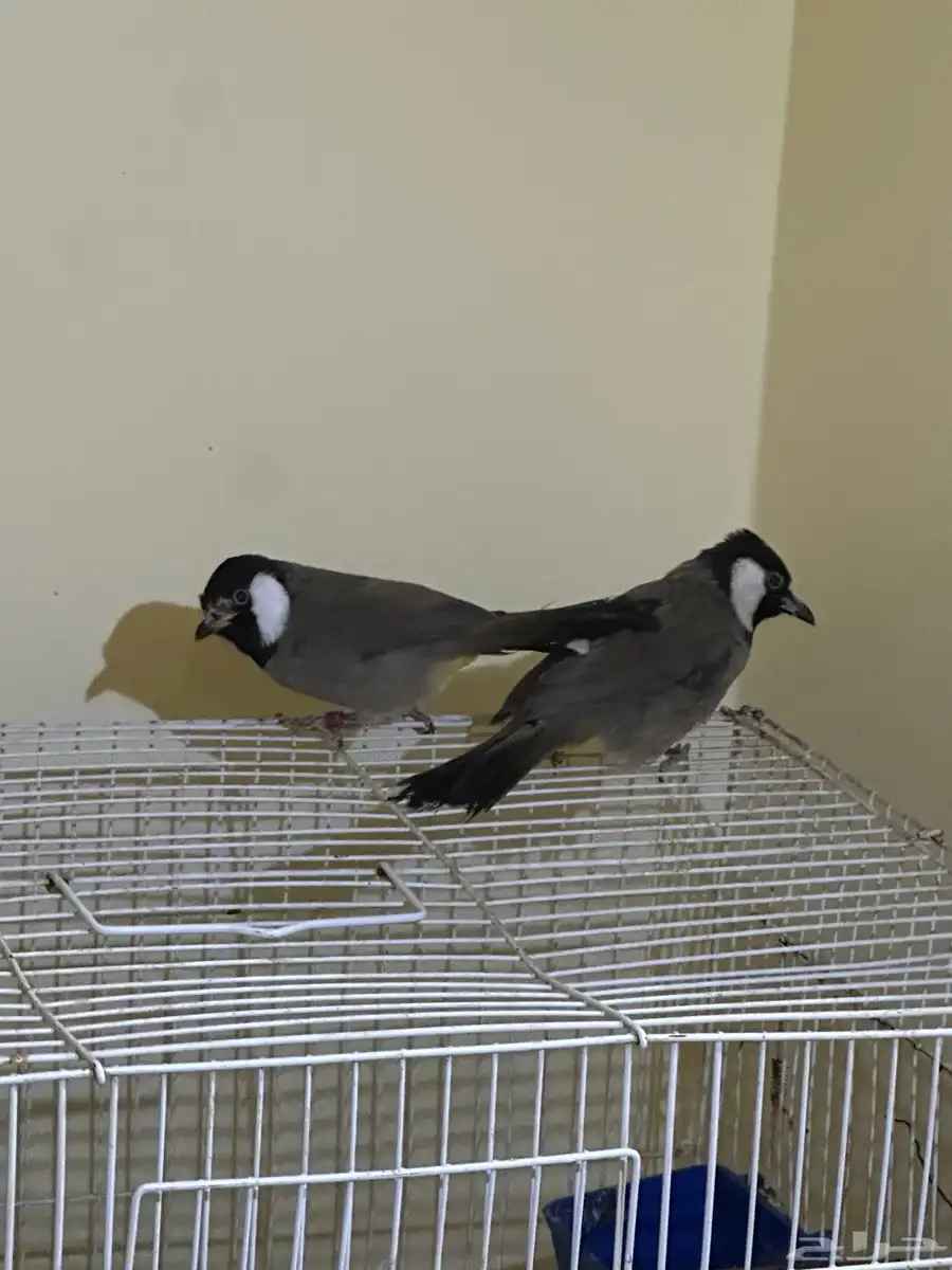 بلبل حساوي 3