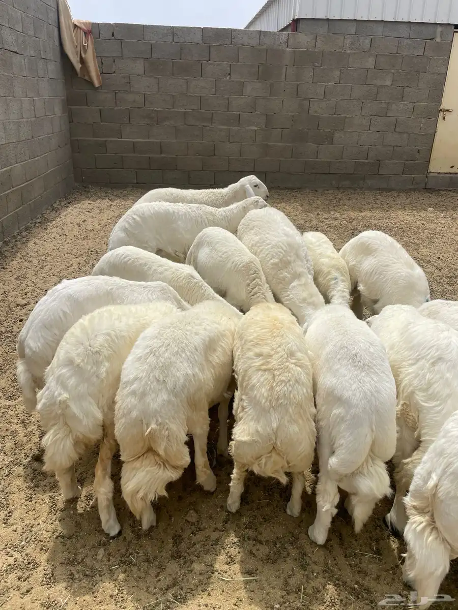 خرفان جبرات وصنف سمان فل شحم العدد 15 3