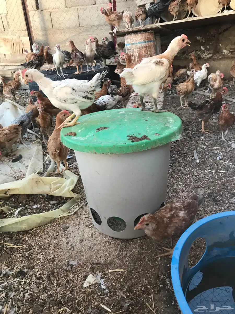ديوك 0