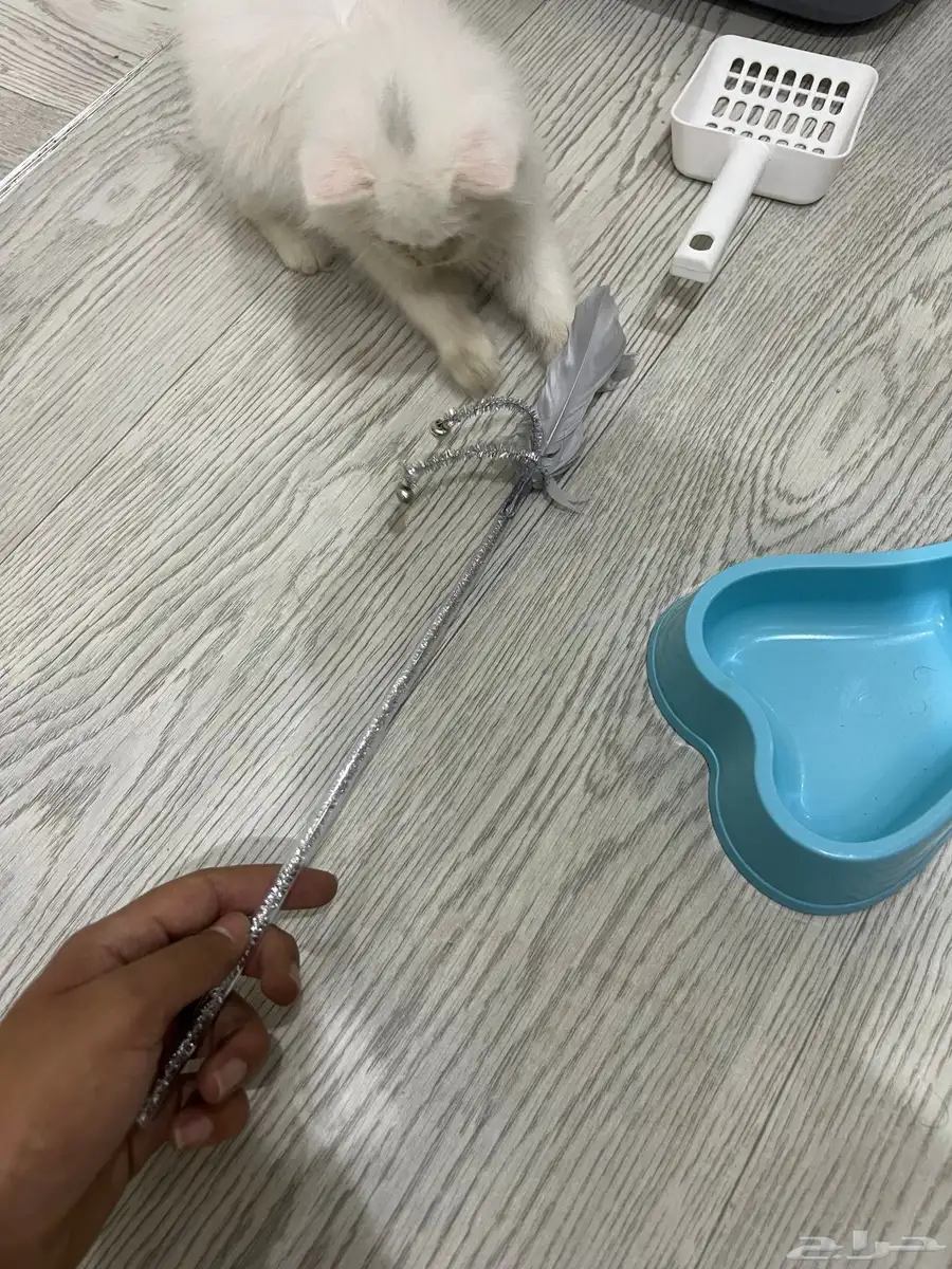 اغراض قطو 2