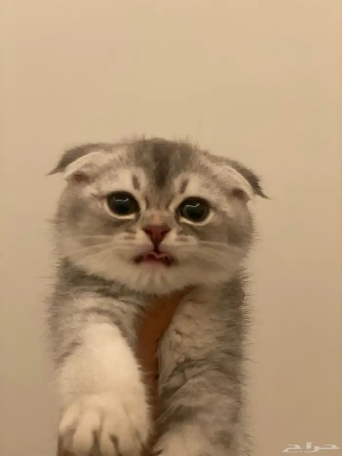 قطط سكوتش فولد 2