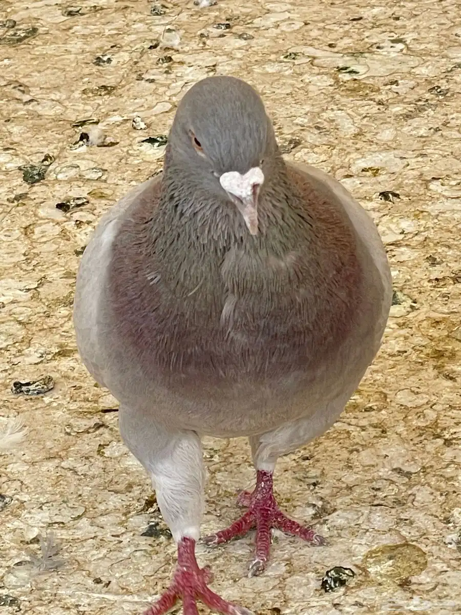 جوزين 2