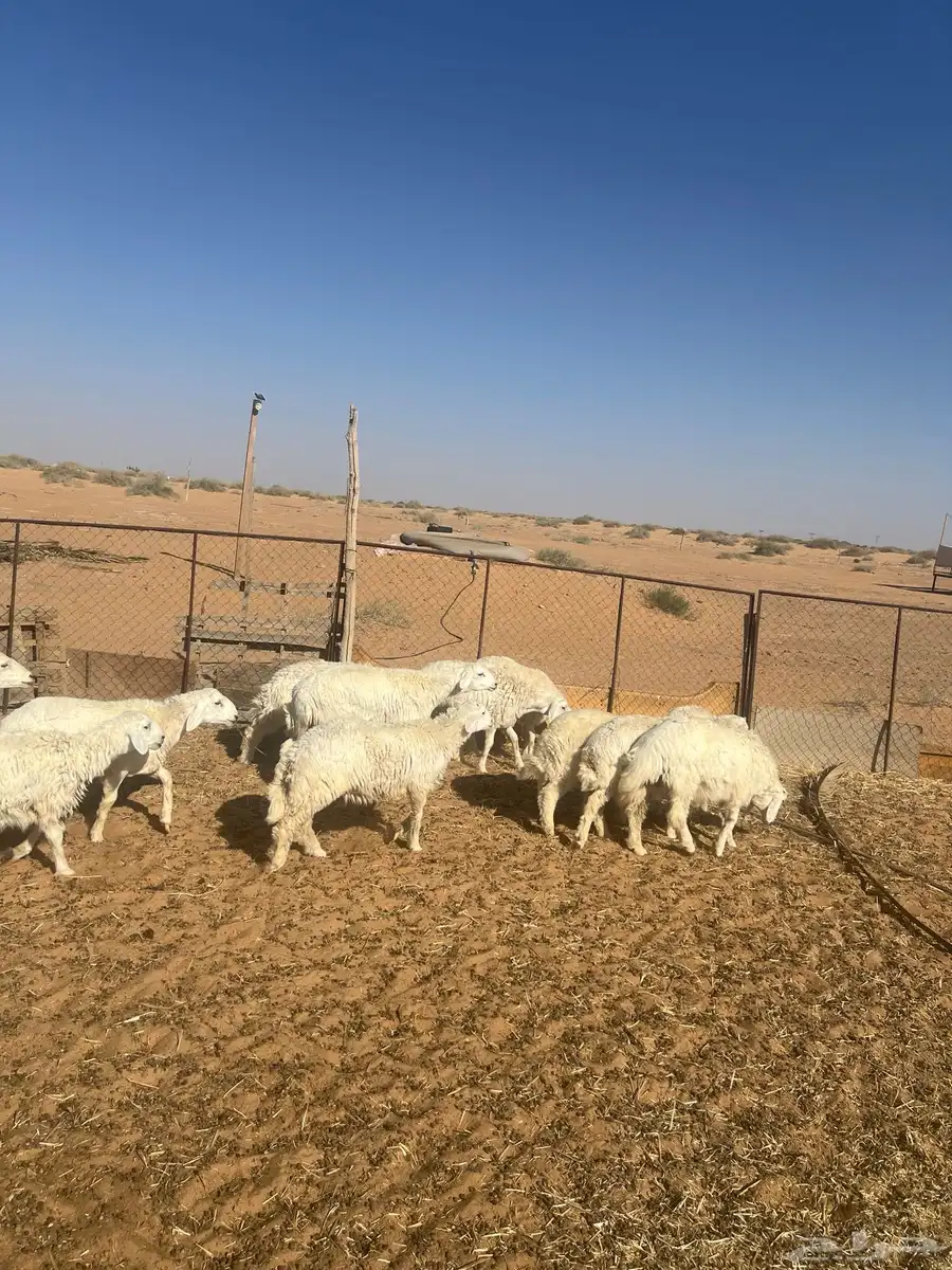 خرفان خري 4