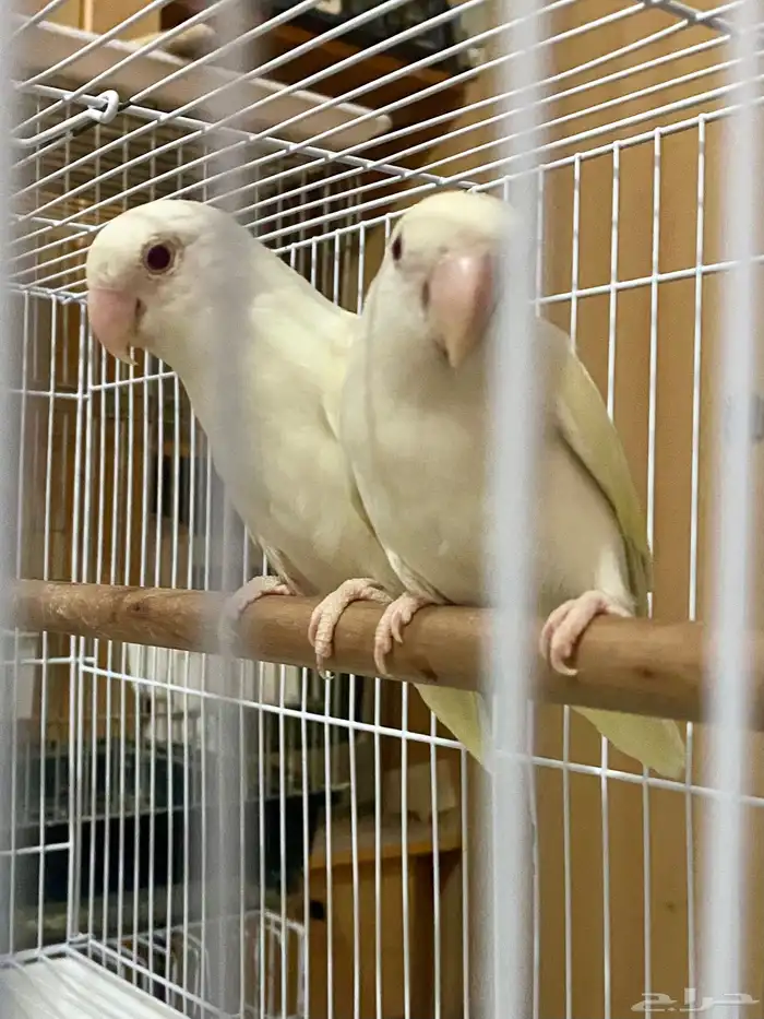 زوج روز اينو 3