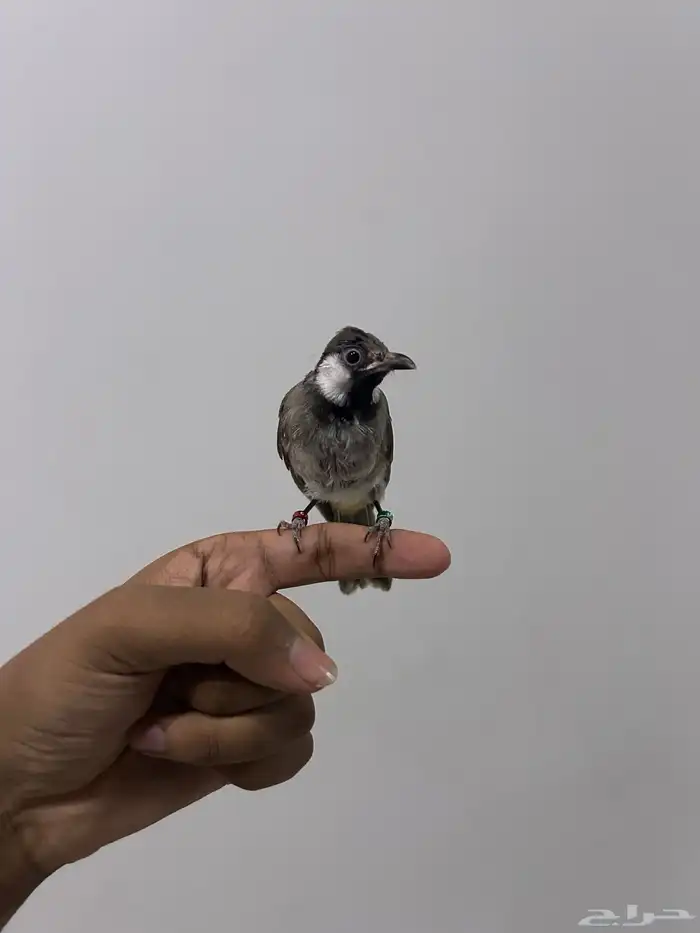 بلبول حساوي 1