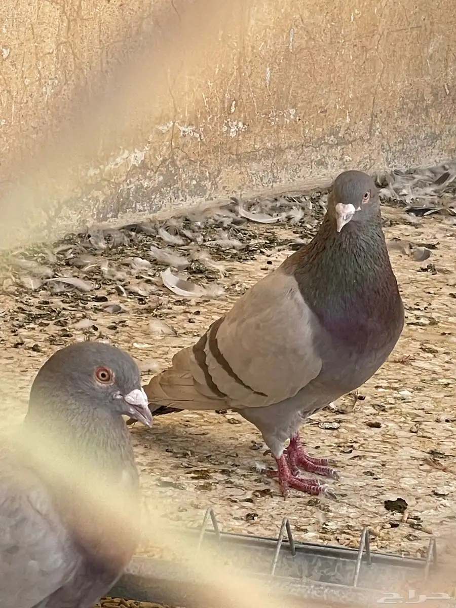 جوزين 1