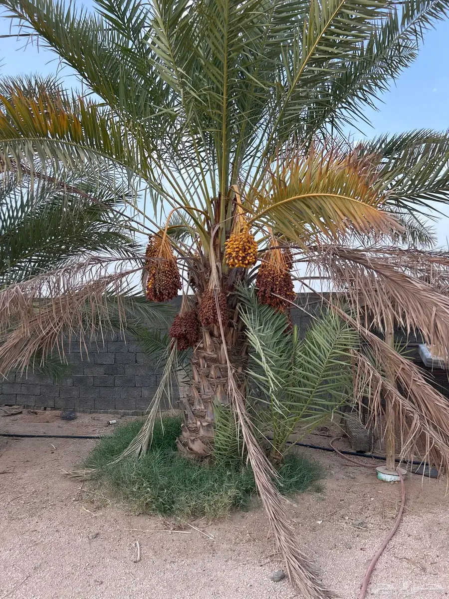 نخلة صفرية معها 3 بنات بيشة - جميع 0