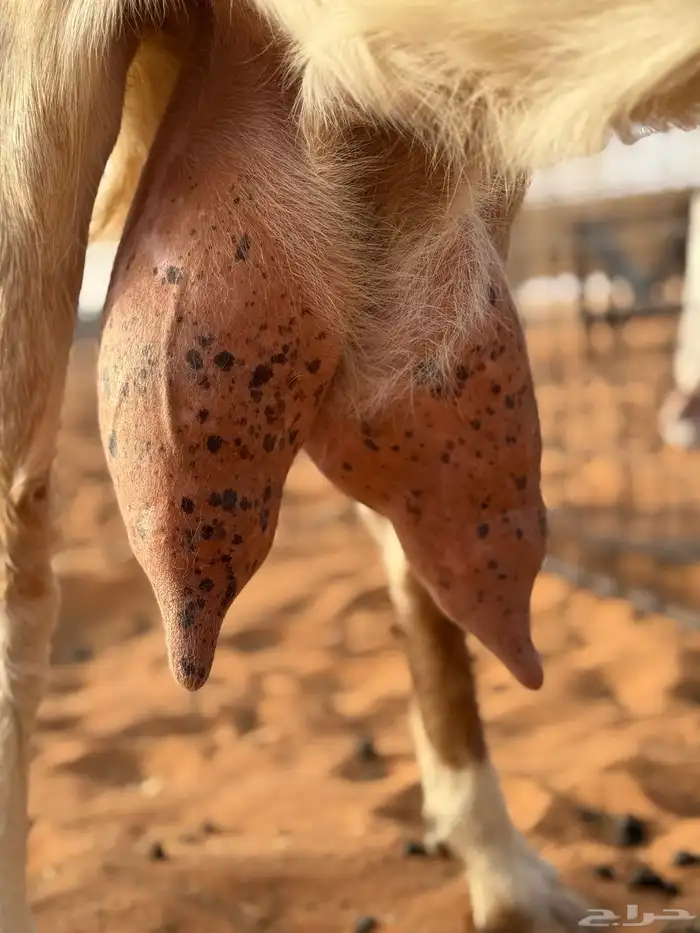 عنزين حليب وعنز متبع طيبات تم البيع 5