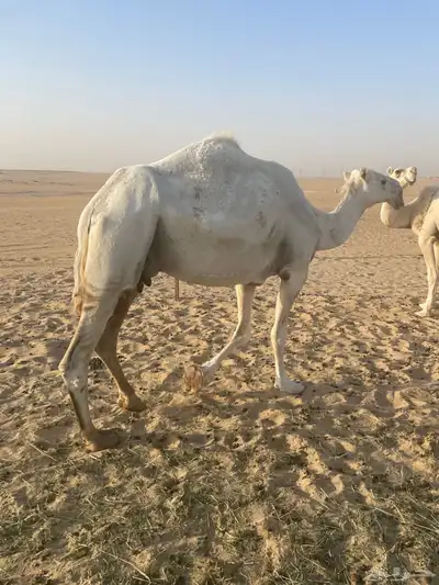 خلفه وضحى معها قعود للبيع 0