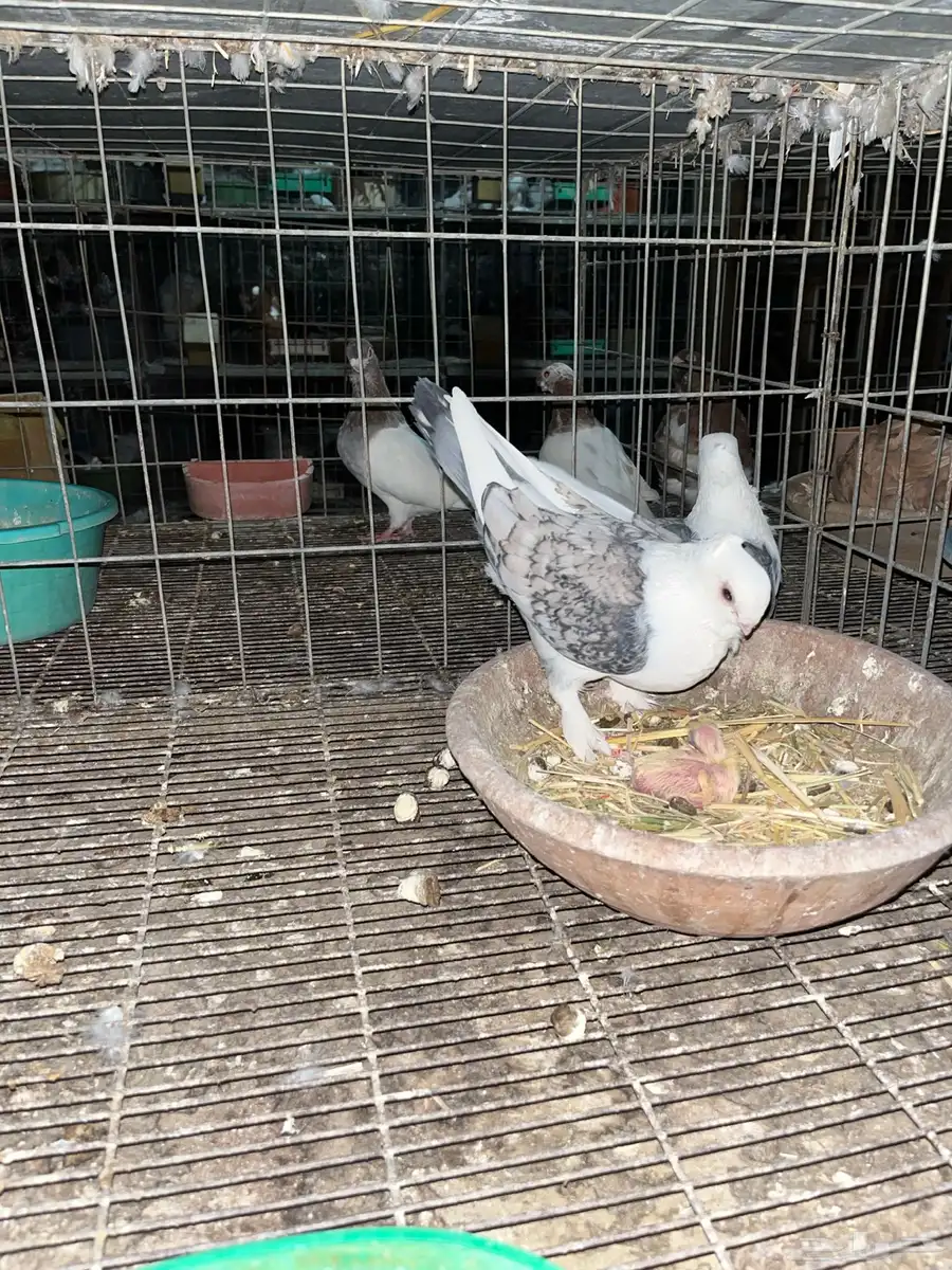 حمام 4