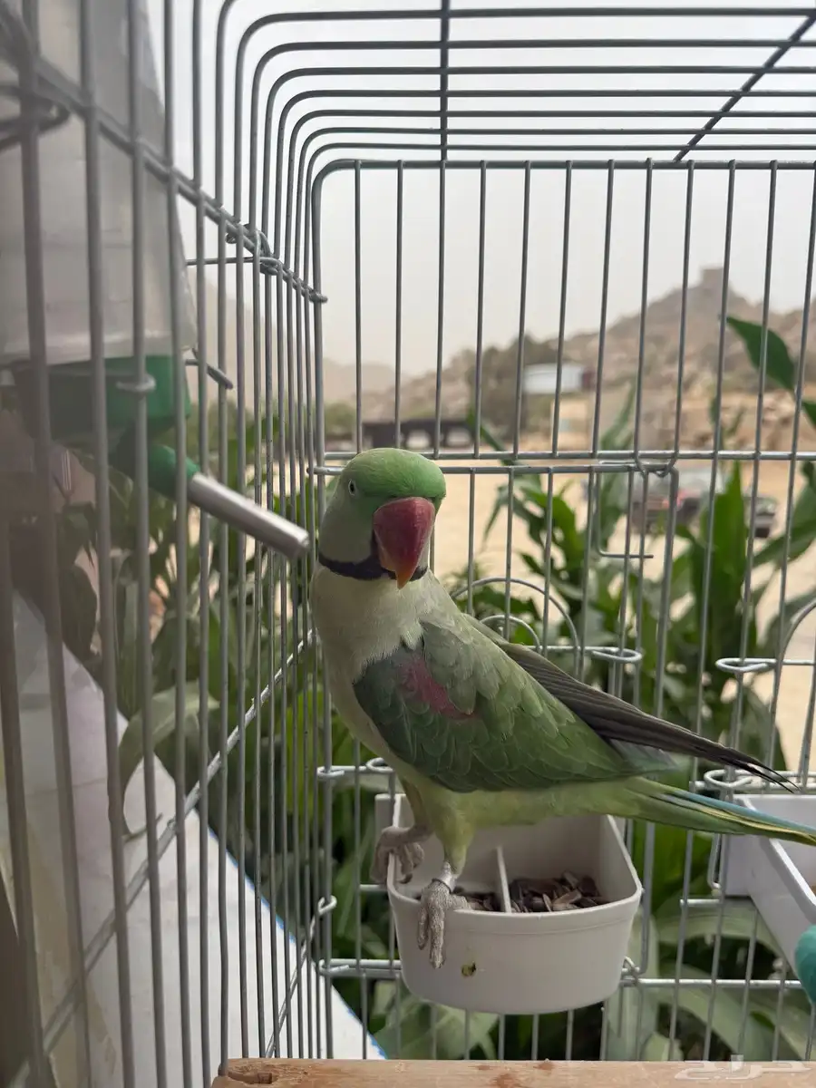 زوج درة نيبالي أليف جد ا والذكر هدد داخلي 2