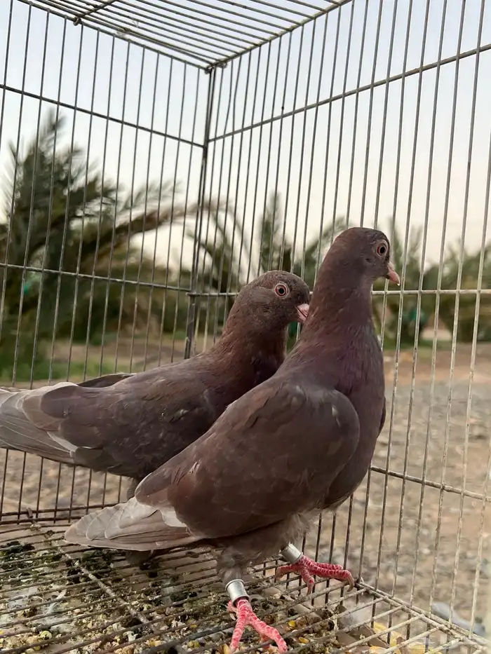 للبيع حمام قطيفي 4