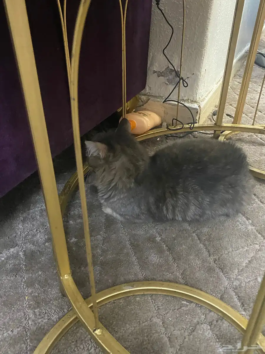ثنين قطط للبيع صغيره وكبيره 3