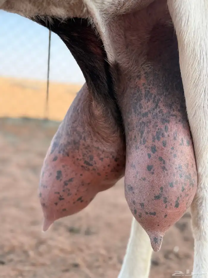 عنزين حليب وعنز متبع طيبات تم البيع 2