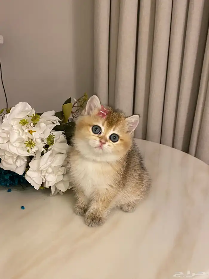 قطط للبيع سكوتش 0