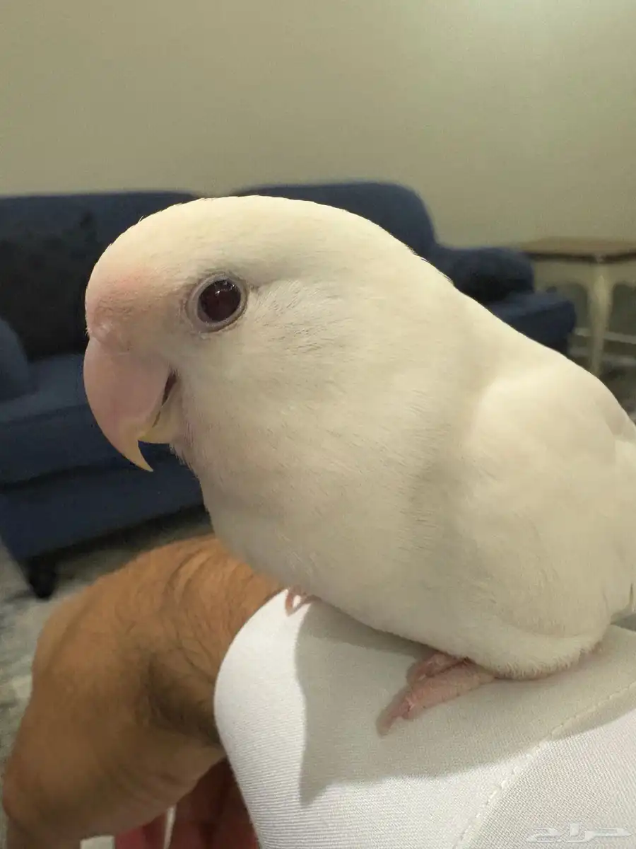 للبيع طيور البينو 0
