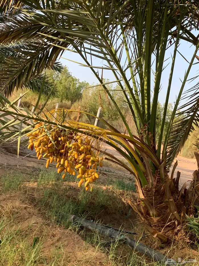 ونان مجدول صقعي 8