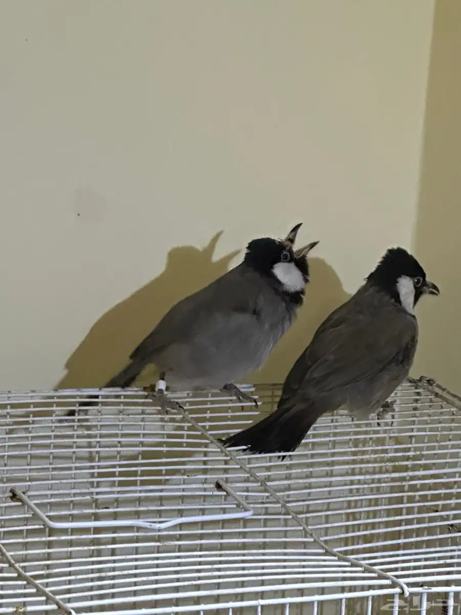 بلبل حساوي 2
