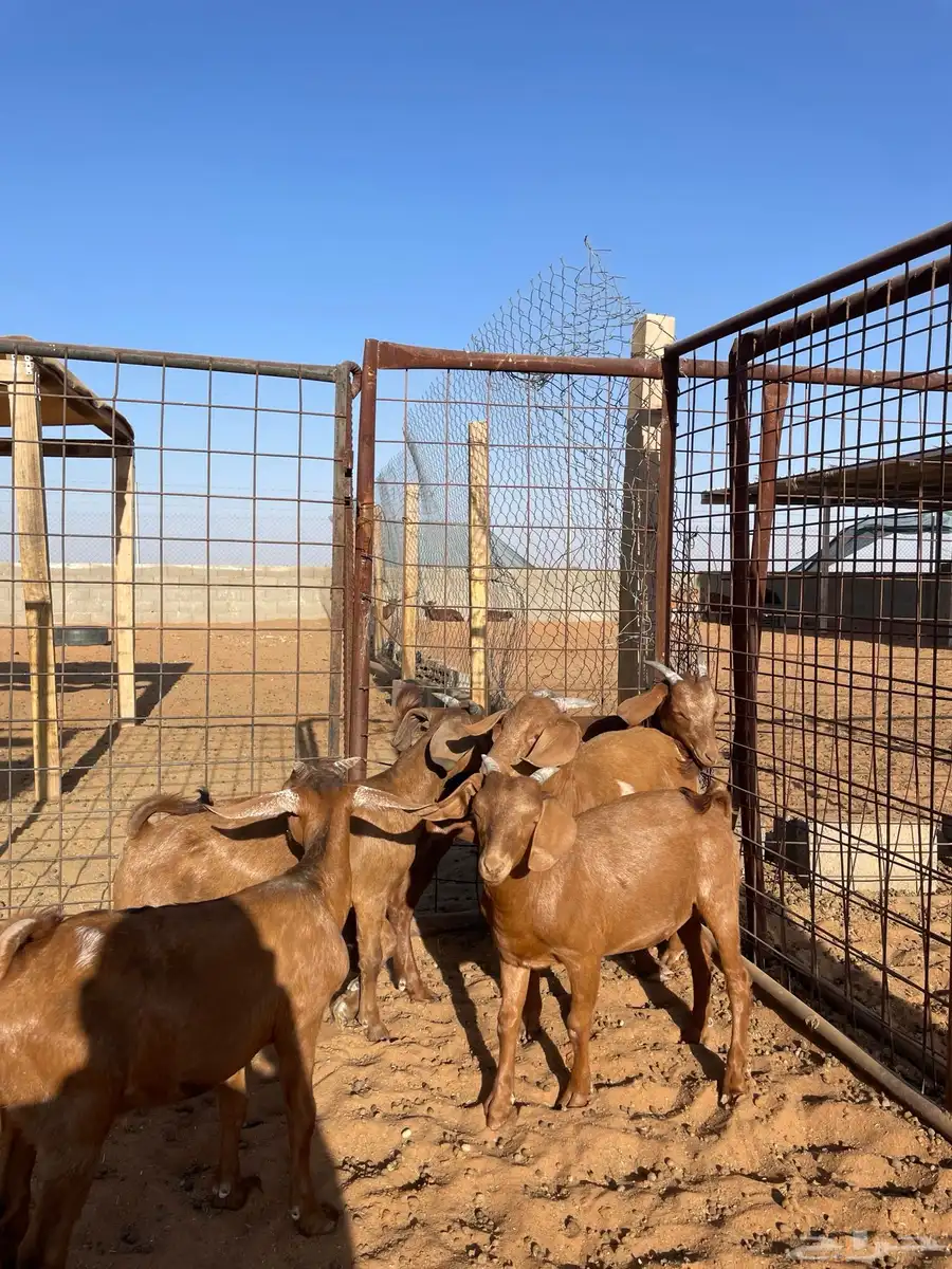 تيوس طيبة (الجله) 1
