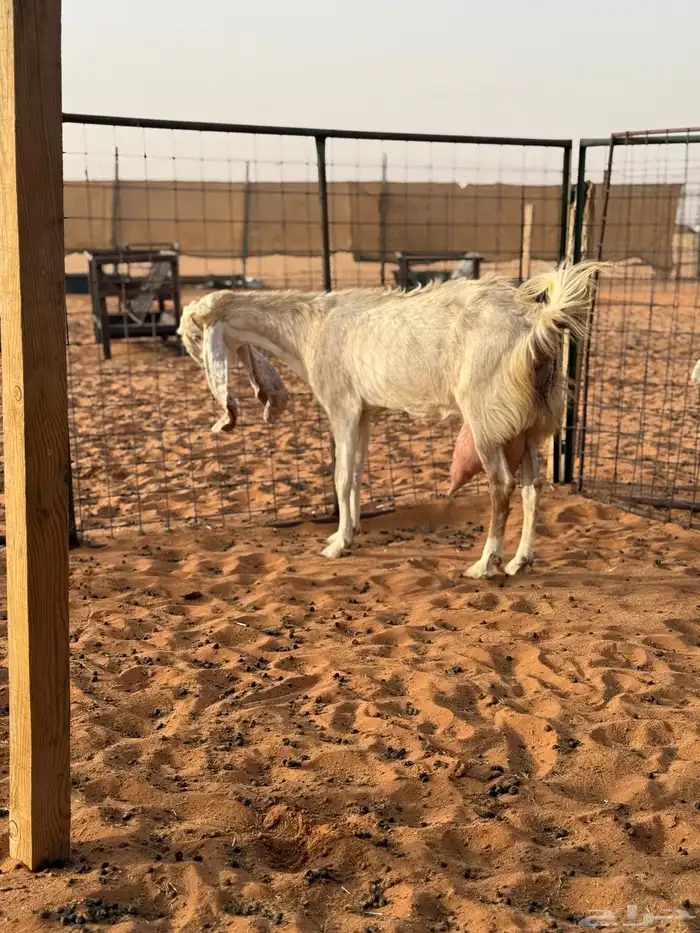 عنزين حليب وعنز متبع طيبات تم البيع 3