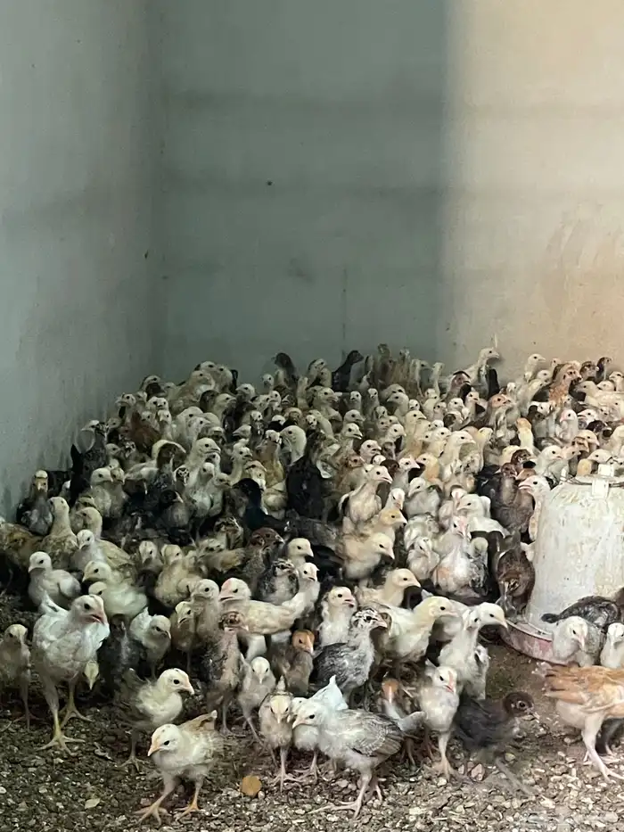 صوص دجاج بلدي 0