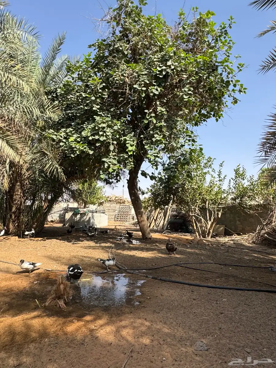 عروض بط مسكوفي الخرج كبار الحبة( 40 ريال) عندي 200 حبة حياك 8