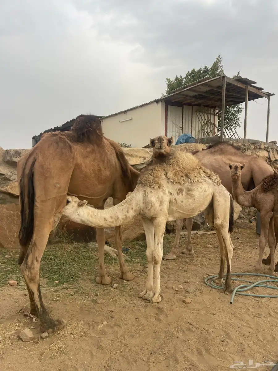 حشوان لباني 1