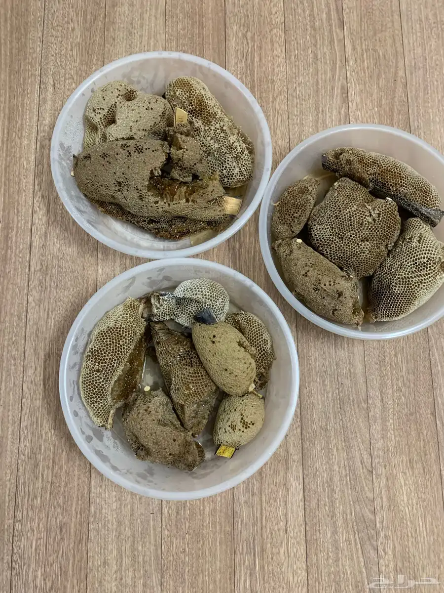 عسل بري ( جبلي) 6 كيلو ونص 1