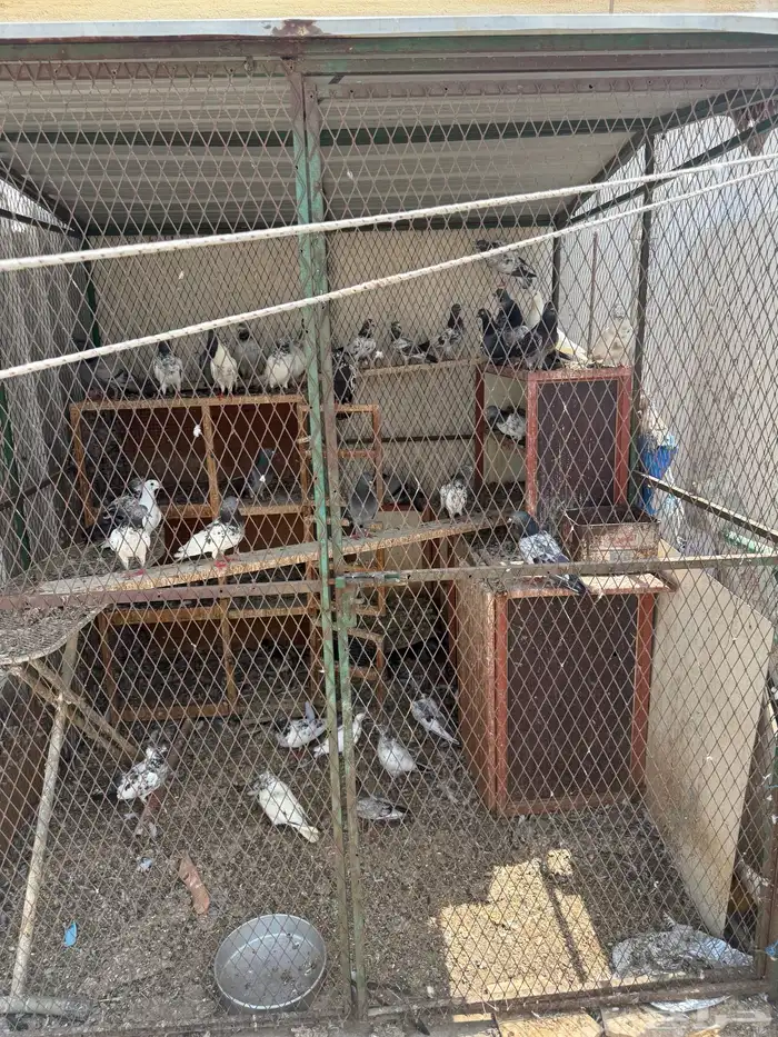 حمام باكستاني مع الشبك على اليوم 2