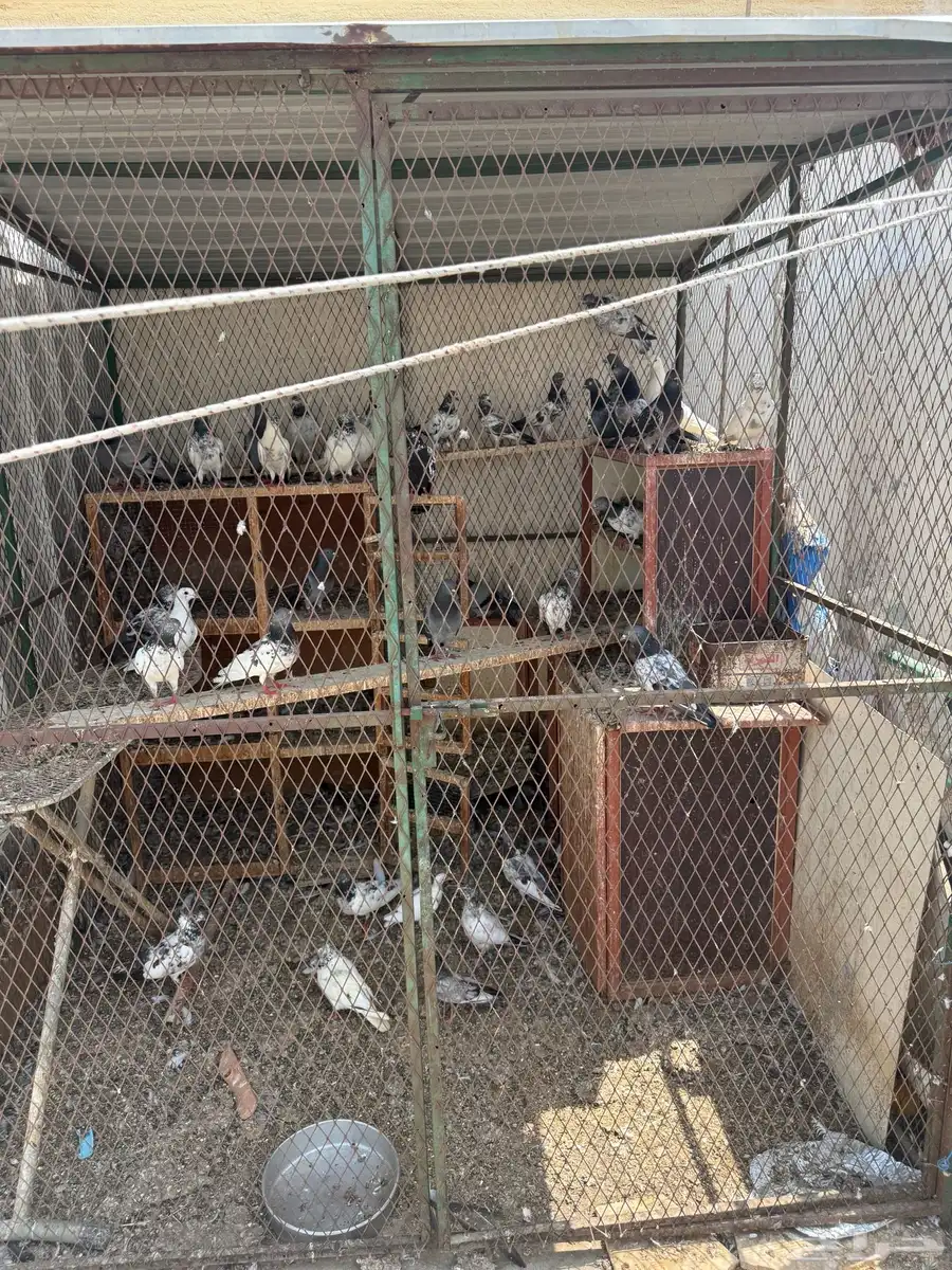 حمام باكستاني مع الشبك على اليوم 2