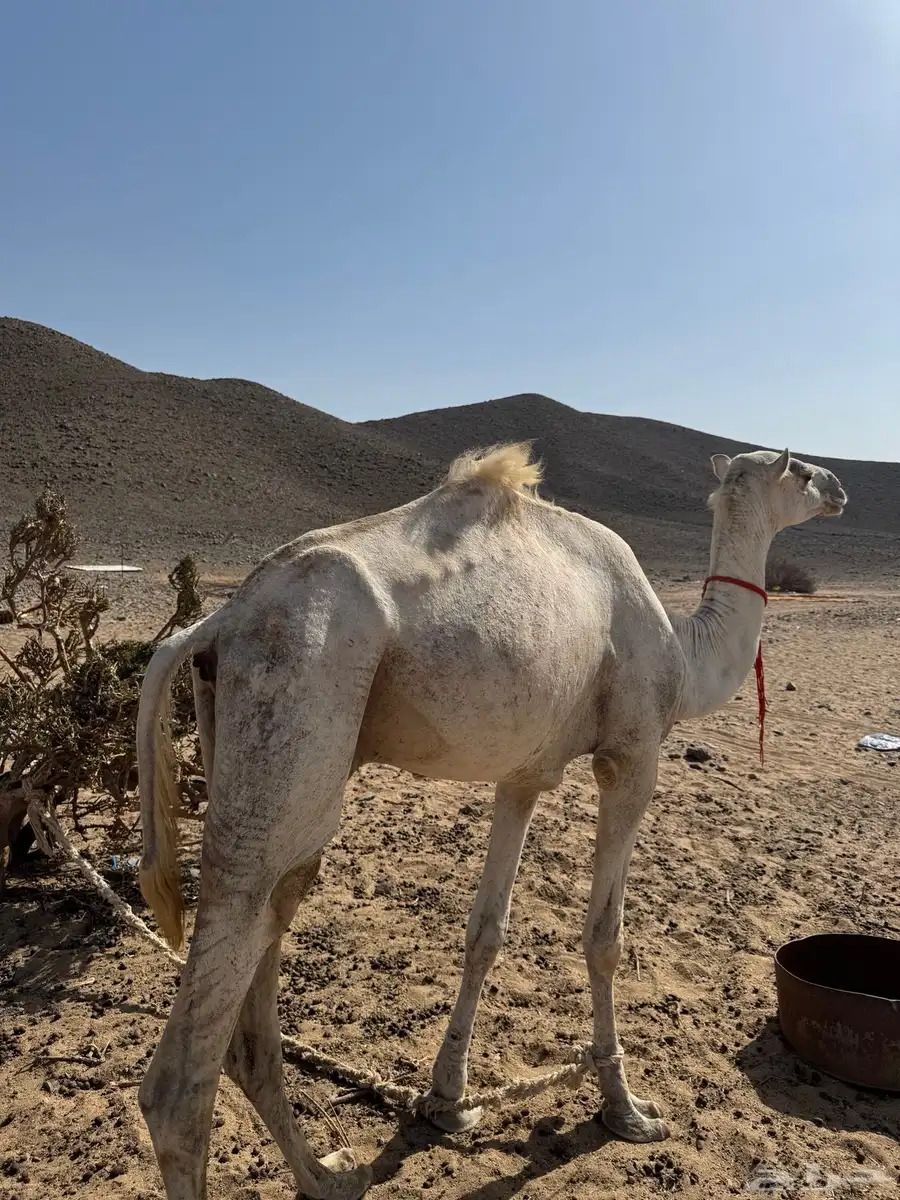 قعود ركبي للبيع 1