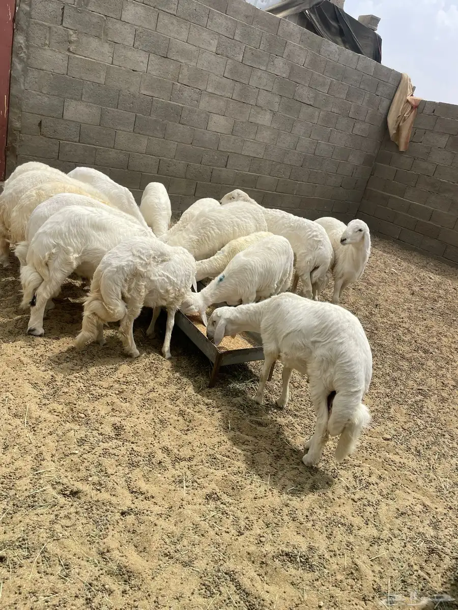 خرفان جبرات وصنف سمان فل شحم العدد 15 10