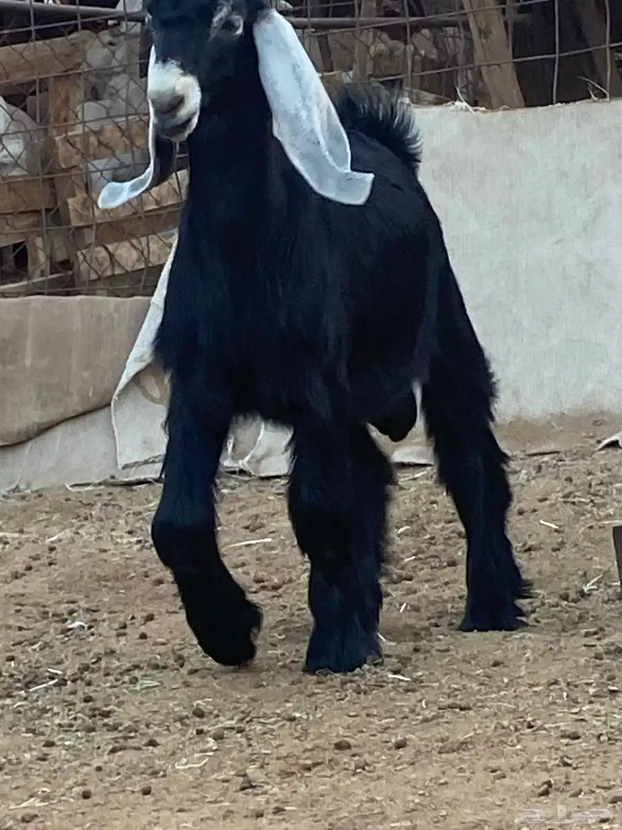 مشروع فحل عارضي صنف كايف 5