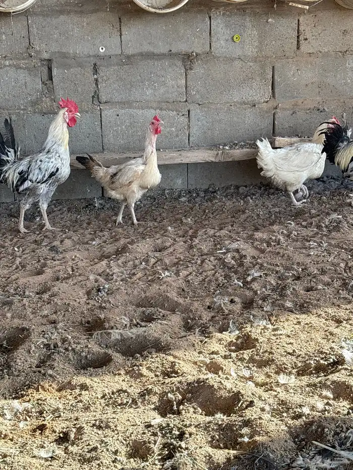 دجاج تركي البيع 1