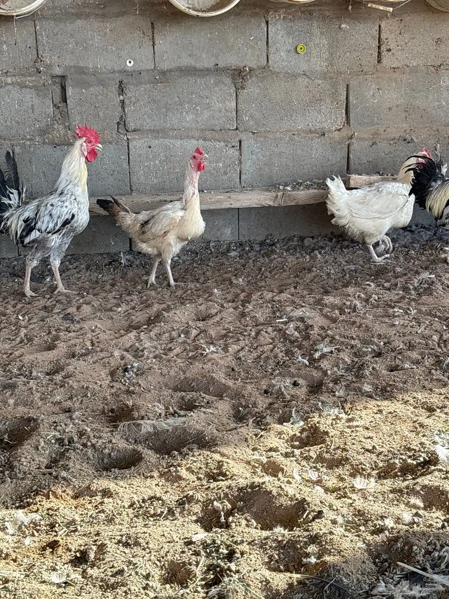 دجاج تركي البيع 1