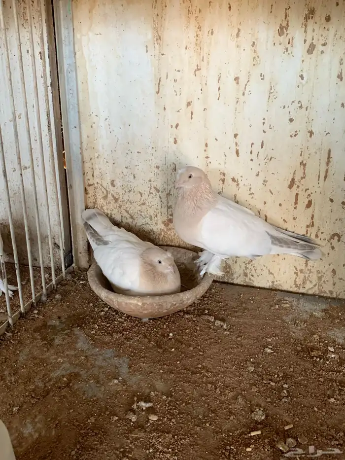 حمام تركي فاخر تم البيع 0