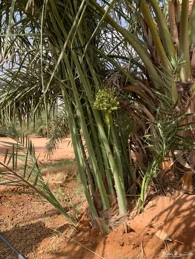 ونان مجدول صقعي 1