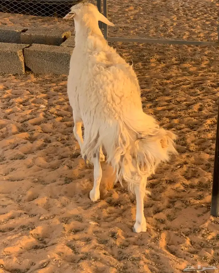 خروف حري فحل صنف الصنف 3