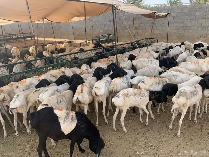 برابر وتيوس صومالي جمله 6