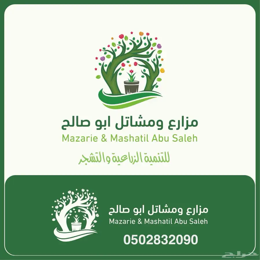 اشجار بنسيانا عملاقة (احجام كبيرة ) -وترمناليا 7 و 8 متر 0