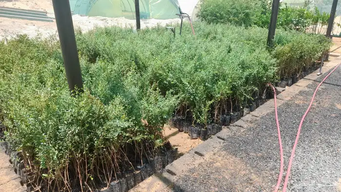 شتلات حناء 1