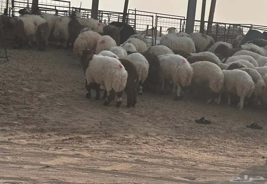 ذبايح 3