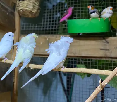 للبيع جوز باجي هوقو وردتين قويه وكرست عين حمرا بدون ملحقات 3