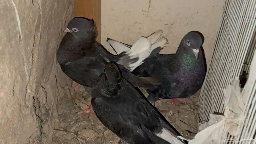 جوز قطيفي مذيل معاه فرخ. 3