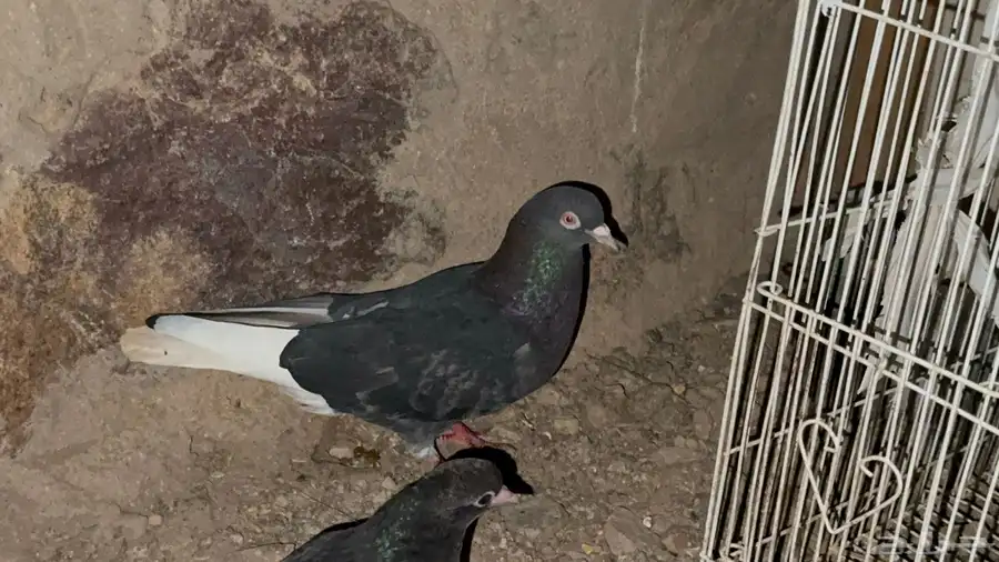 جوز قطيفي مذيل معاه فرخ. 4