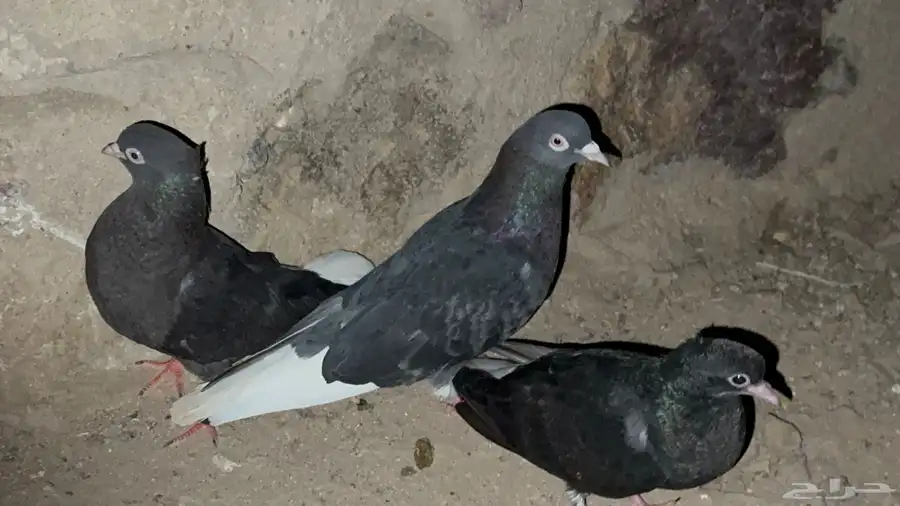 جوز قطيفي مذيل معاه فرخ. 2