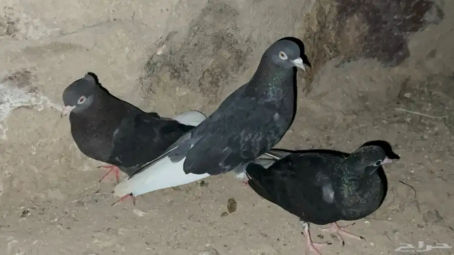 جوز قطيفي مذيل معاه فرخ. 5