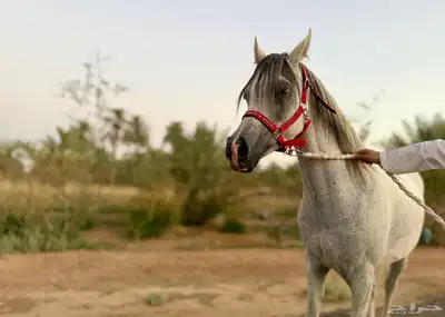 فرس مصرية بيور (مبيوع) 2