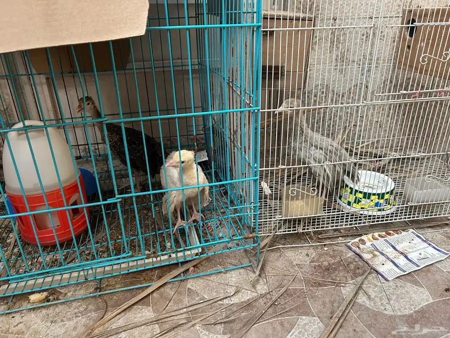 ديك ودجاج رومي 1