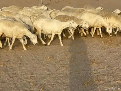 غنم مراح صنف الصنف فواخر. تم البيع 17